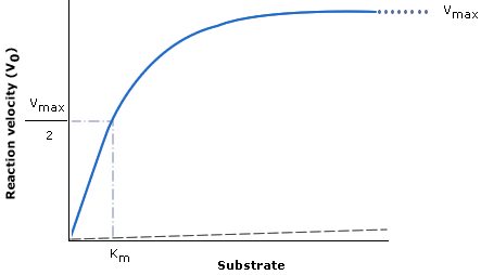 Michaelis-Menton kinetics graph